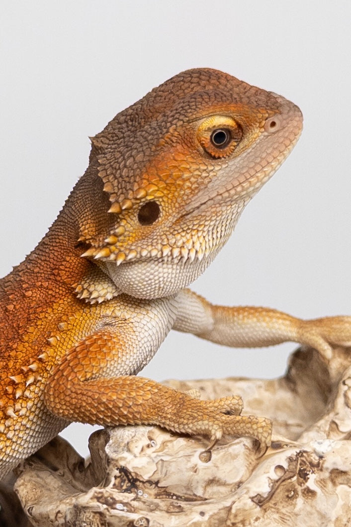 Male Red Monster Witblits