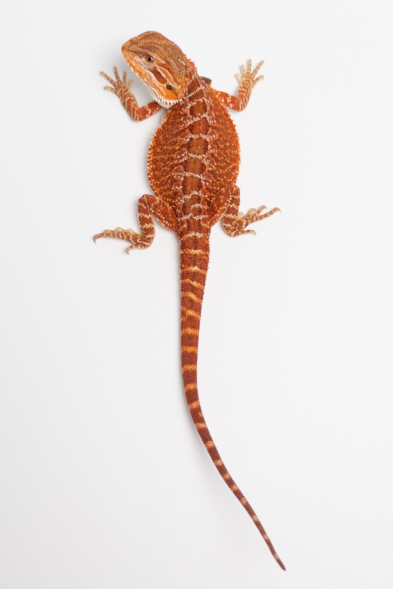 Male Red Monster Outcross, Het Witblits