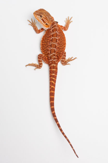 Male Red Monster Outcross, Het Witblits