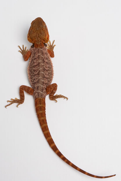 Female Trans, Red Monster Outcross, Het Witblits