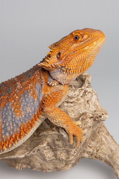 Male Hypo, Orange, Tiger