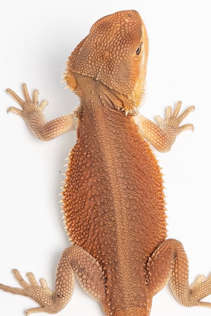 Male Red Monster Witblits