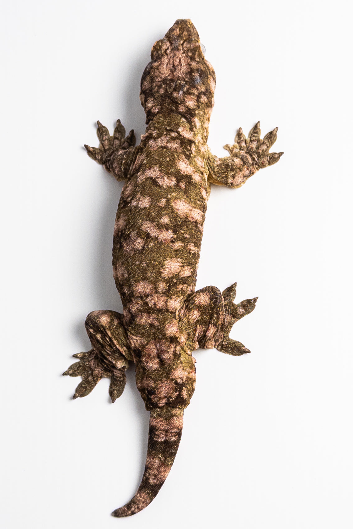Male Leachianus Gecko