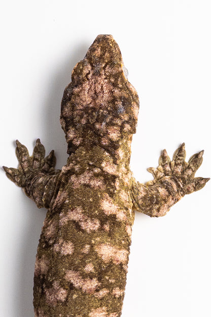 Male Leachianus Gecko