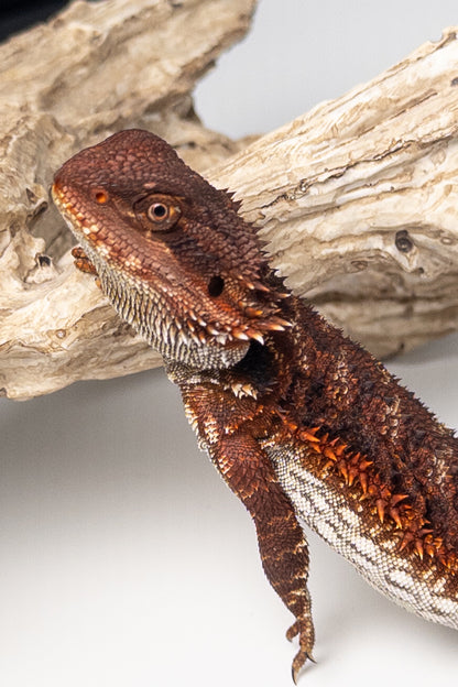 Female Red Monster (Paradox Line)