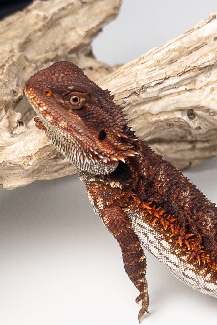 Female Red Monster (Paradox Line)