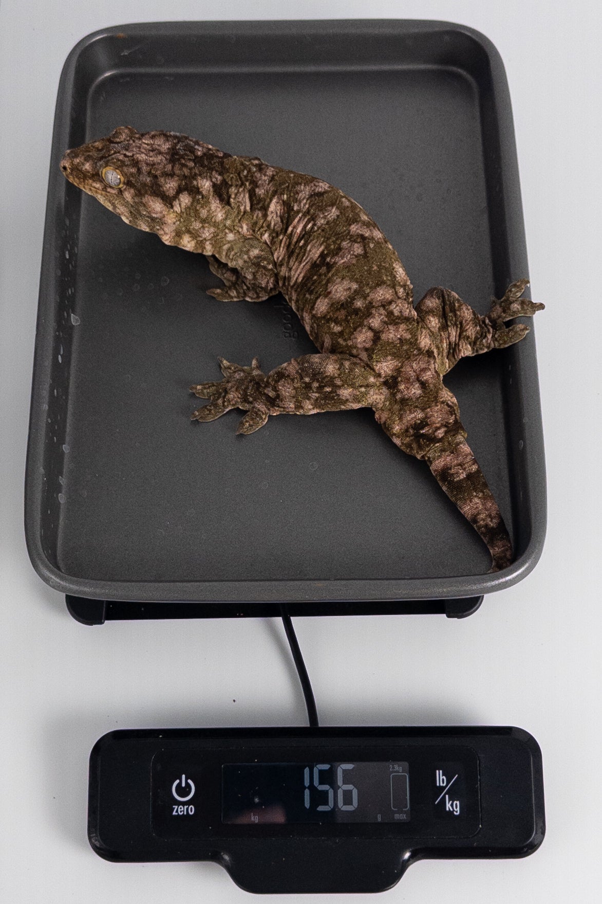 Male Leachianus Gecko