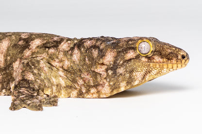 Male Leachianus Gecko
