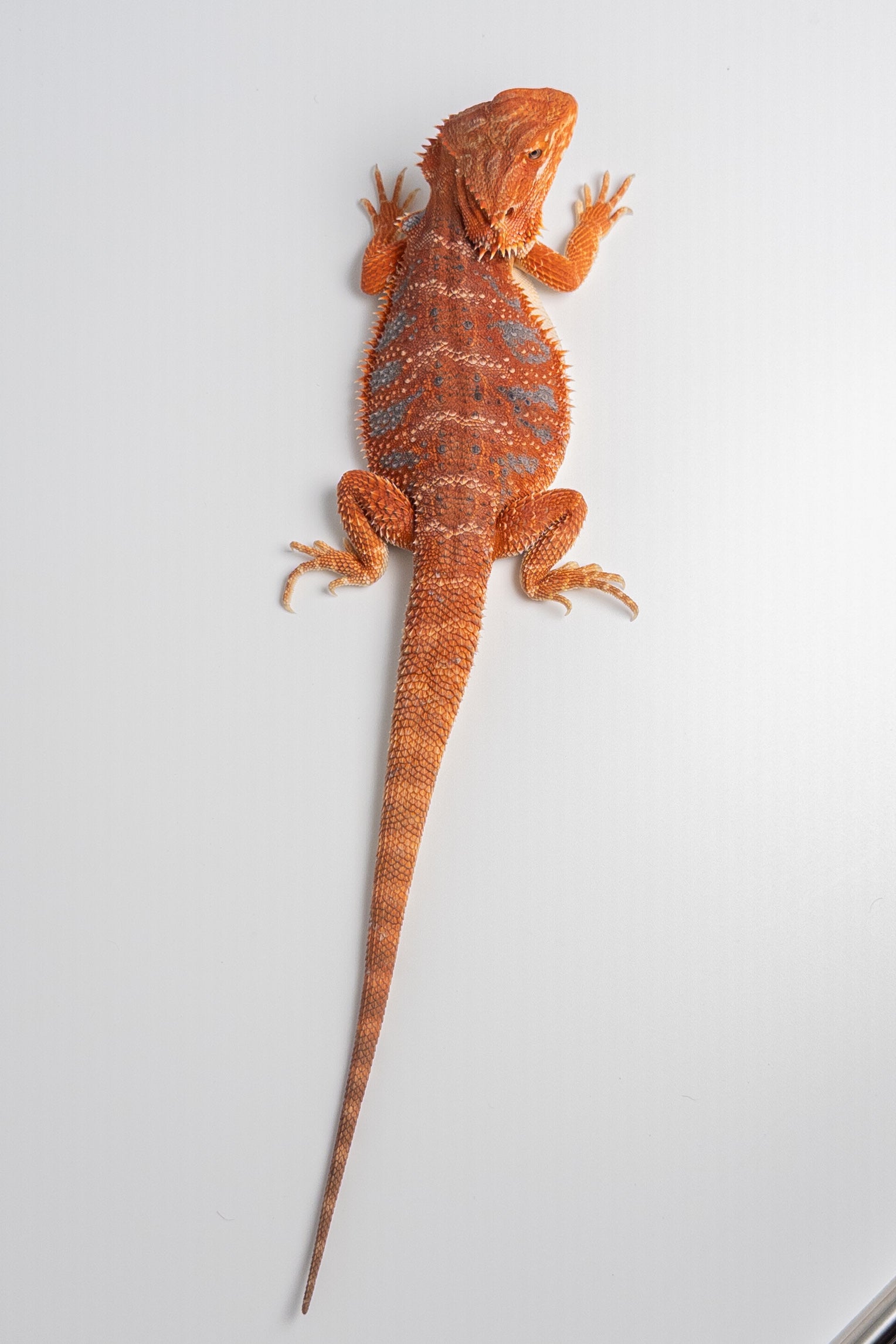 Female Hypo, German-Line Red, Tiger