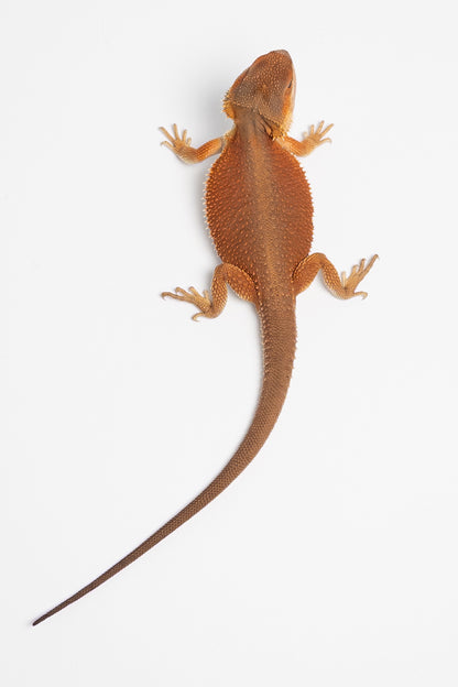 Male Red Monster Witblits