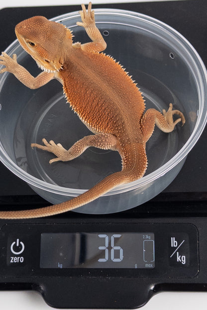 Male Red Monster Witblits