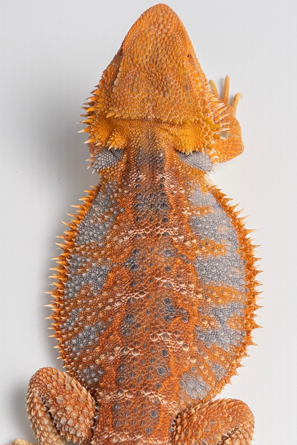 Male Hypo, Orange, Tiger