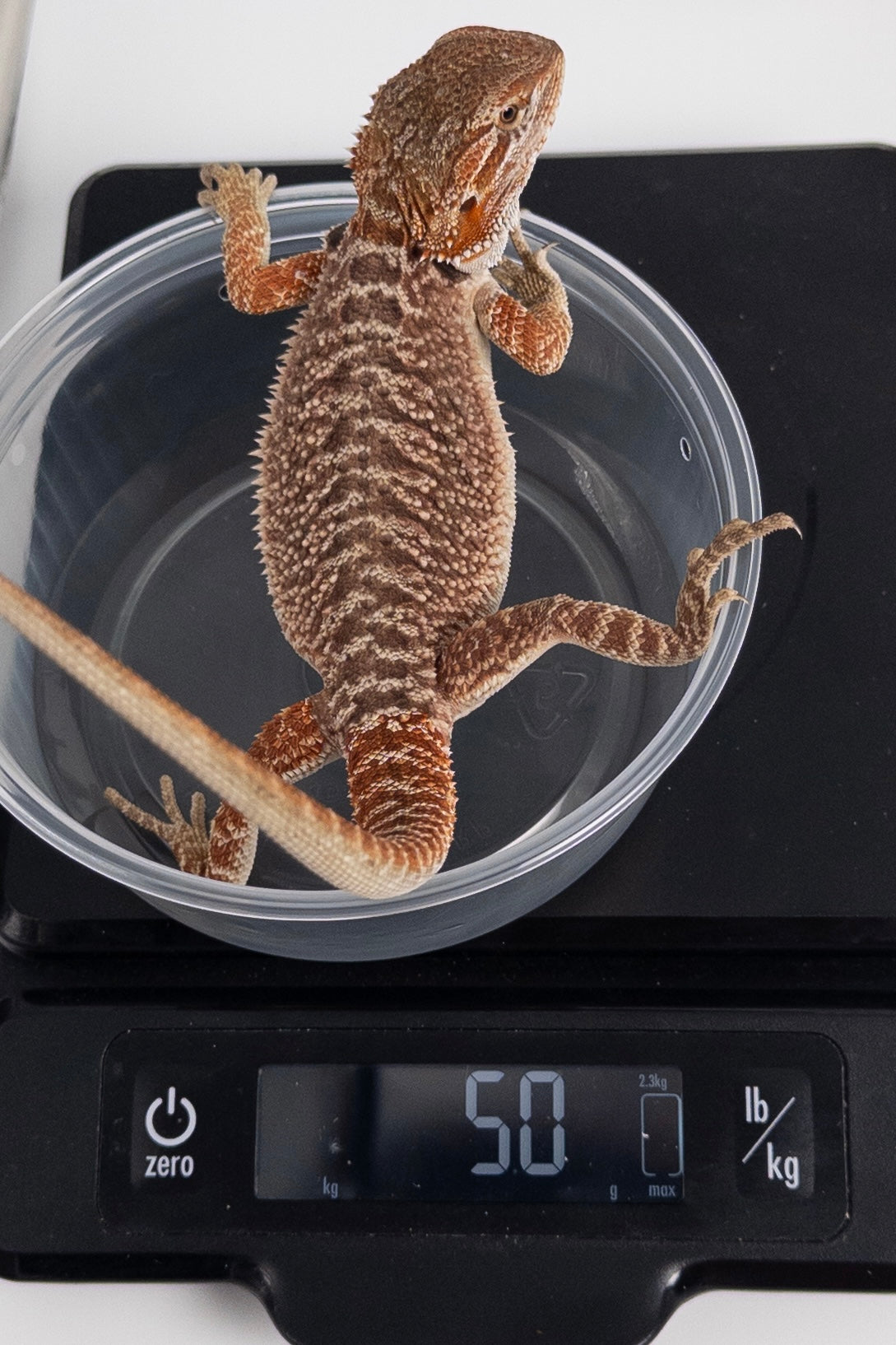 Female Red Monster Outcross, Het Witblits