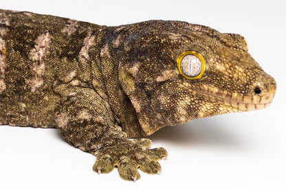 Female Leachianus Gecko