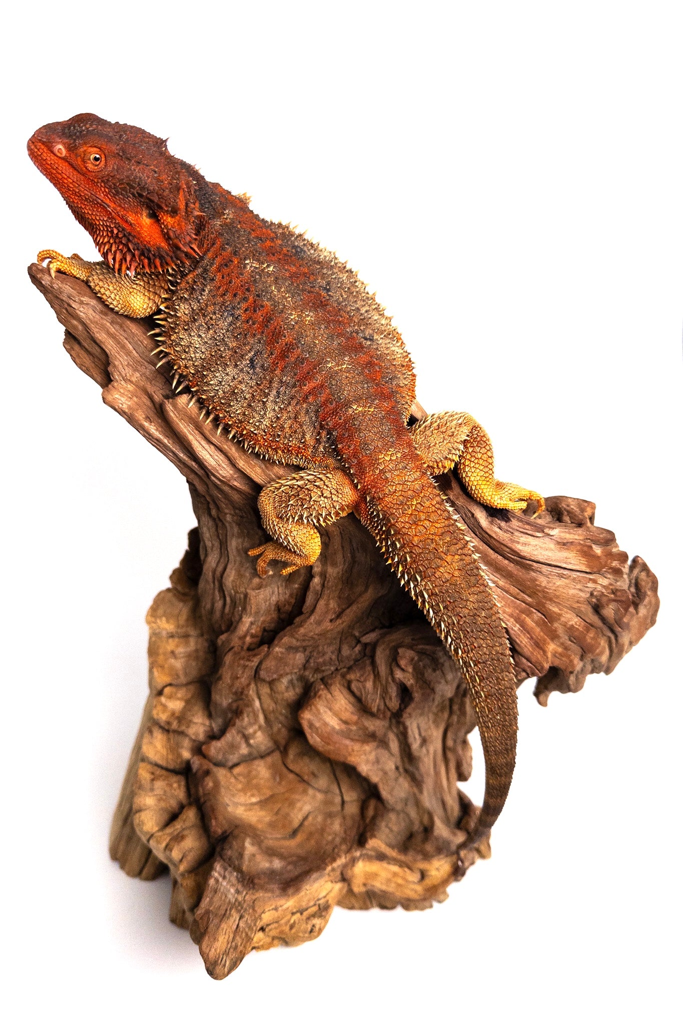 Hypo g-stripe chroma Red monster bearded dragon