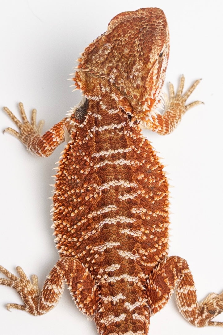 Male Red Monster Outcross, Het Witblits