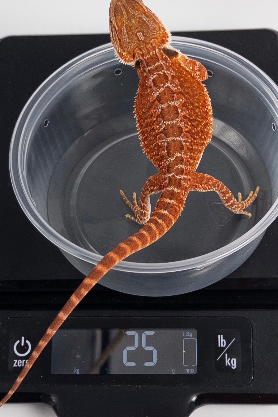 Male Red Monster Outcross, Het Witblits