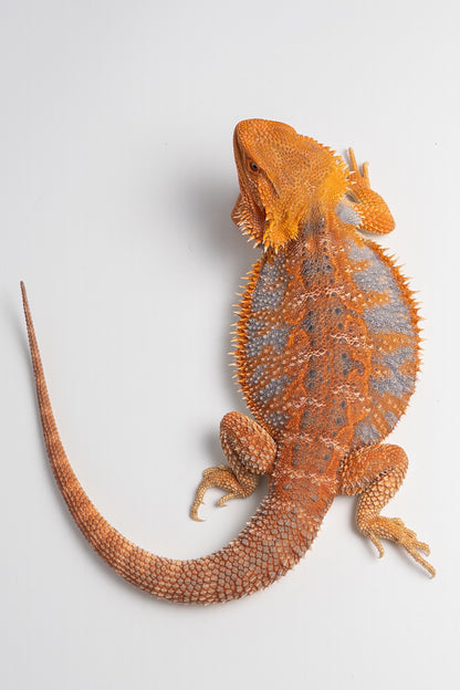 Male Hypo, Orange, Tiger