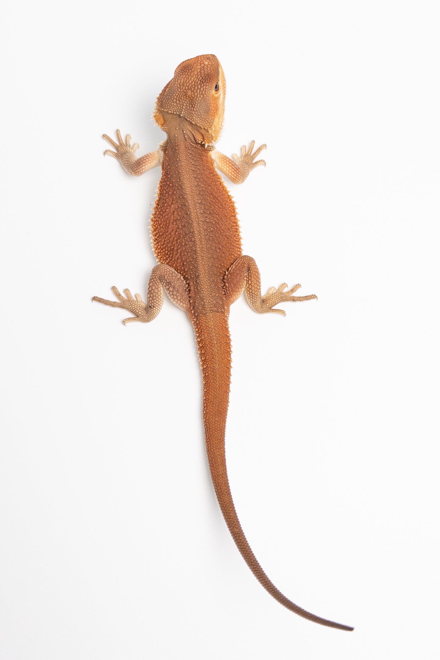 Male Red Monster Witblits