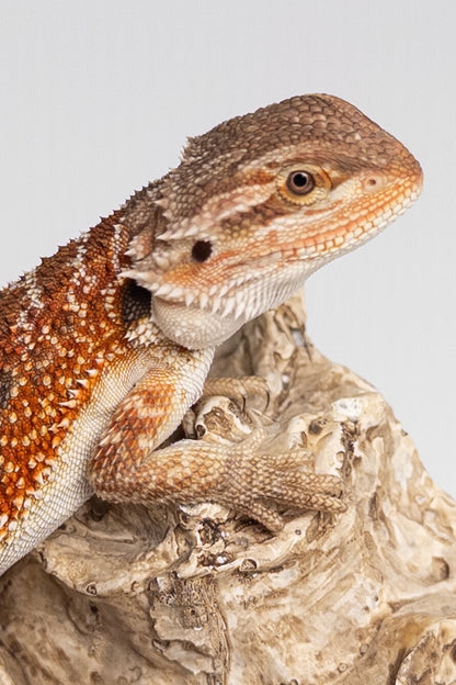 Female Red Monster Outcross, Het Witblits