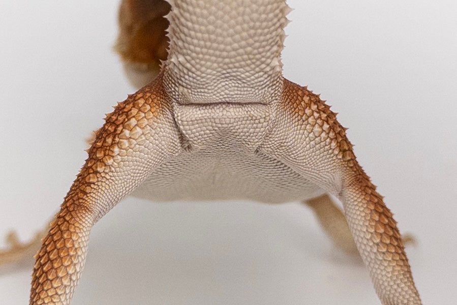 Male Red Monster Witblits