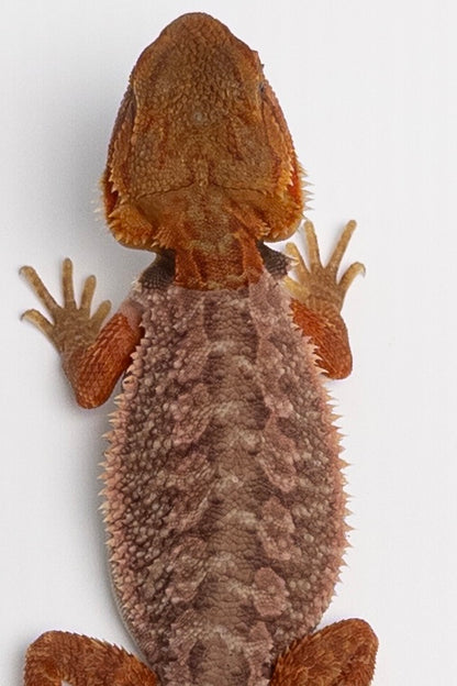 Female Trans, Red Monster Outcross, Het Witblits