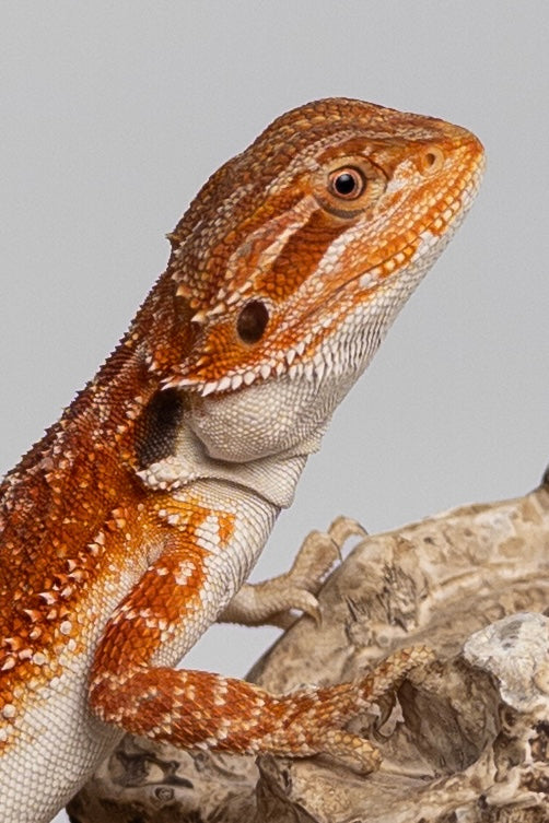 Male Red Monster Outcross, Het Witblits