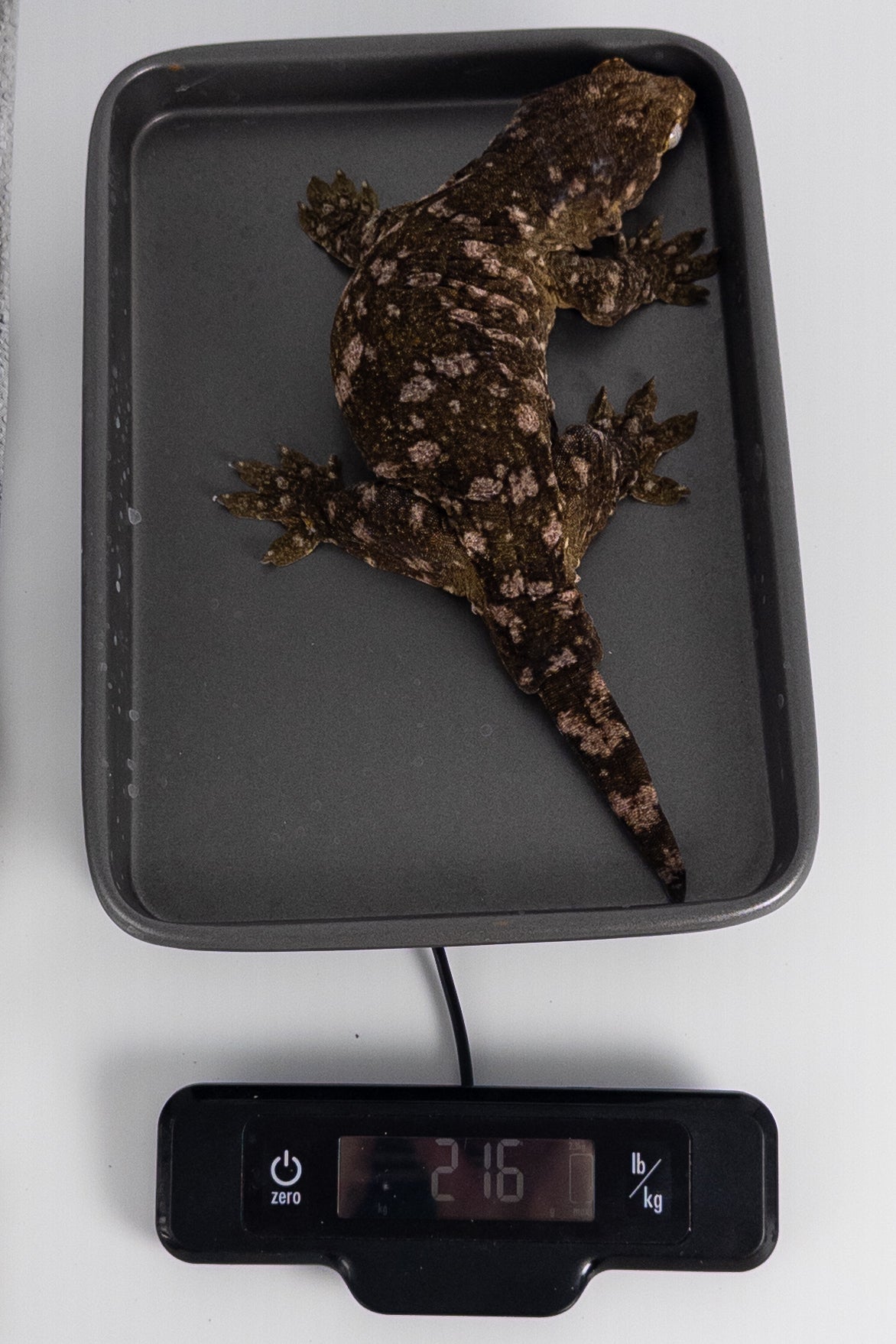 Female Leachianus Gecko