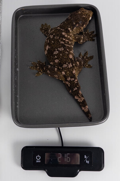 Female Leachianus Gecko