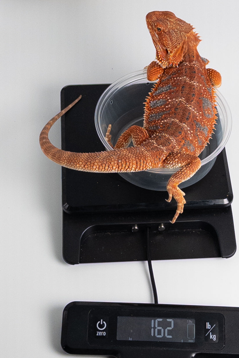 Female Hypo, German-Line Red, Tiger