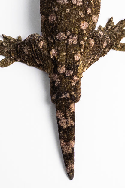 Female Leachianus Gecko