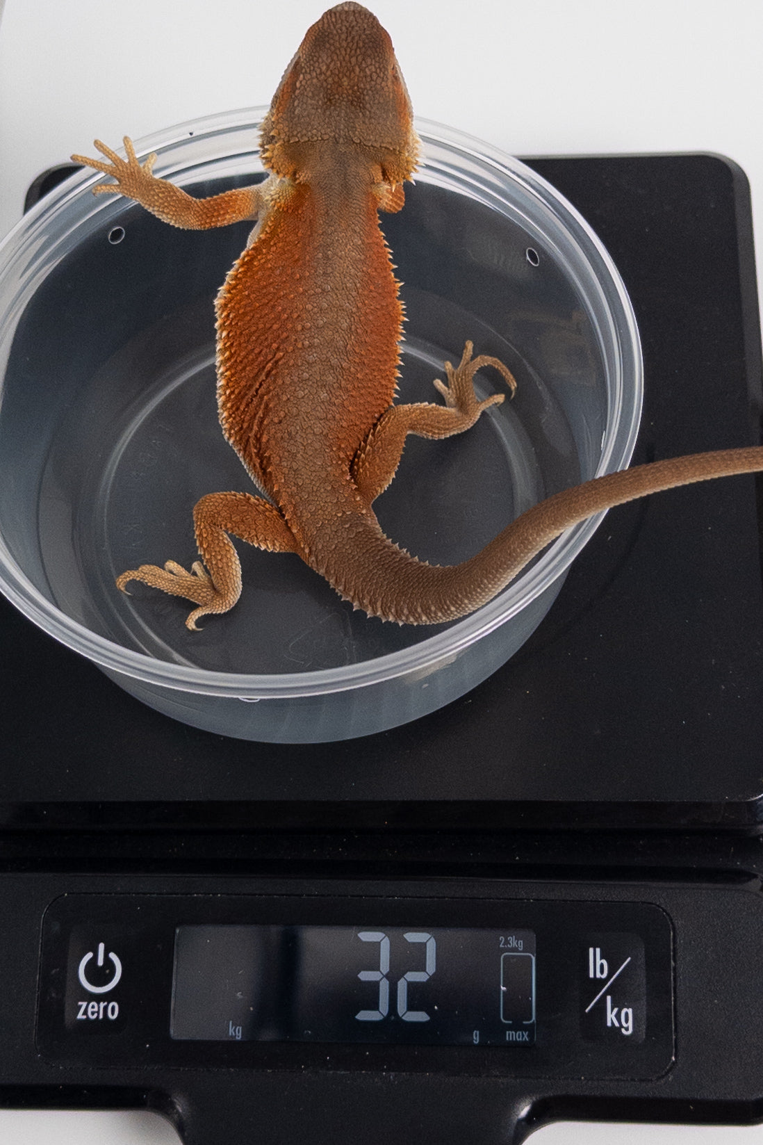 Male Red Monster Witblits