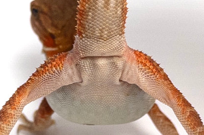 Female Trans, Red Monster Outcross, Het Witblits