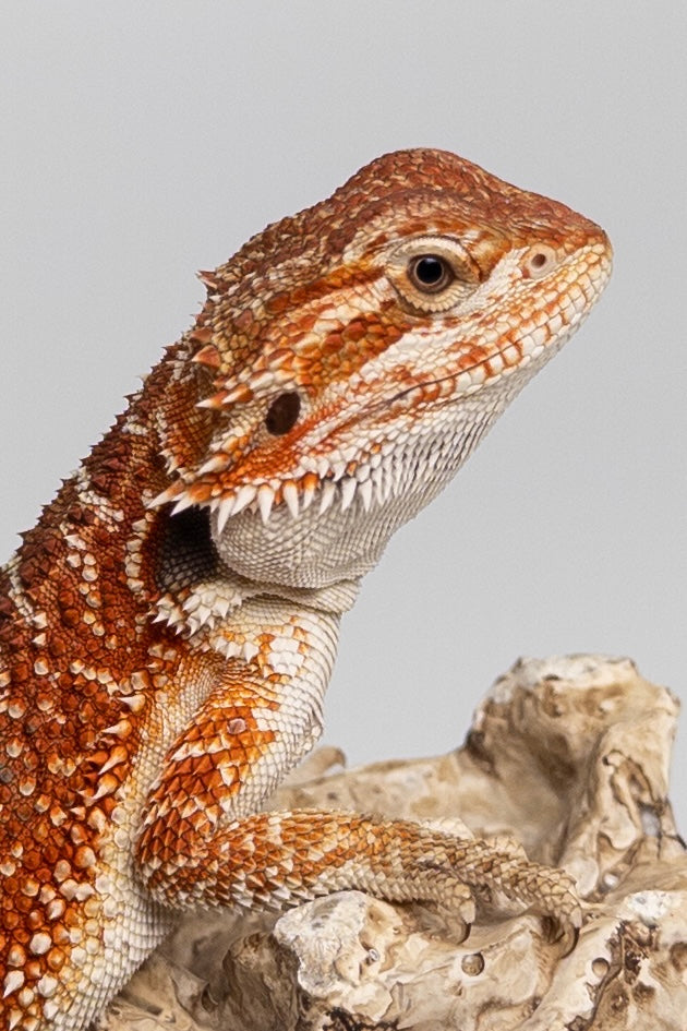 Male Red Monster Outcross, Het Witblits