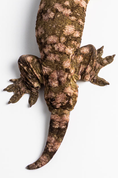 Male Leachianus Gecko